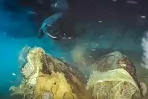 Científicos dormilones mar