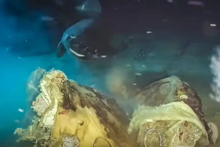 Científicos dormilones mar