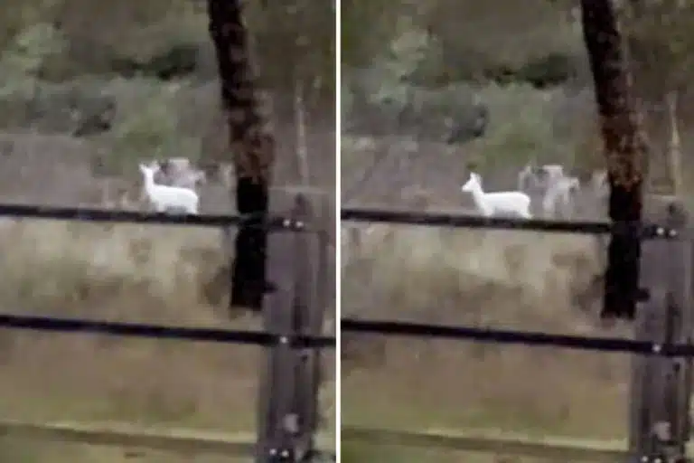 ciervo blanco Doñana