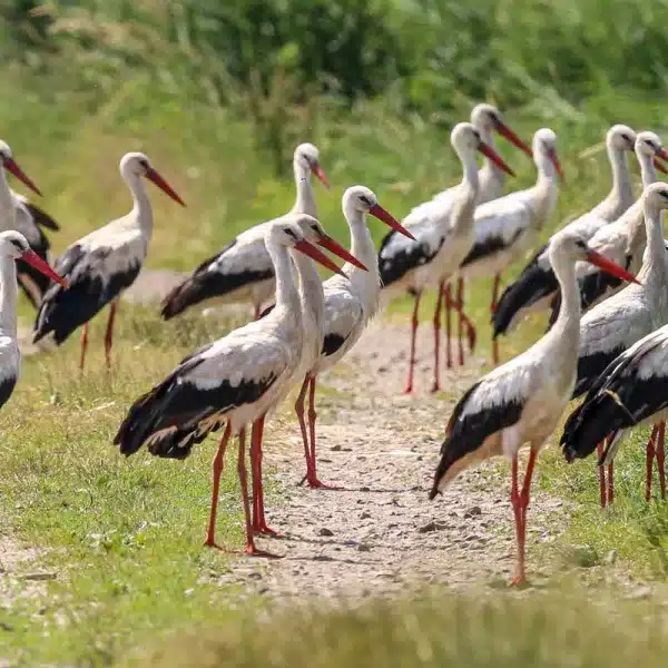 Grupo de cigüeñas.