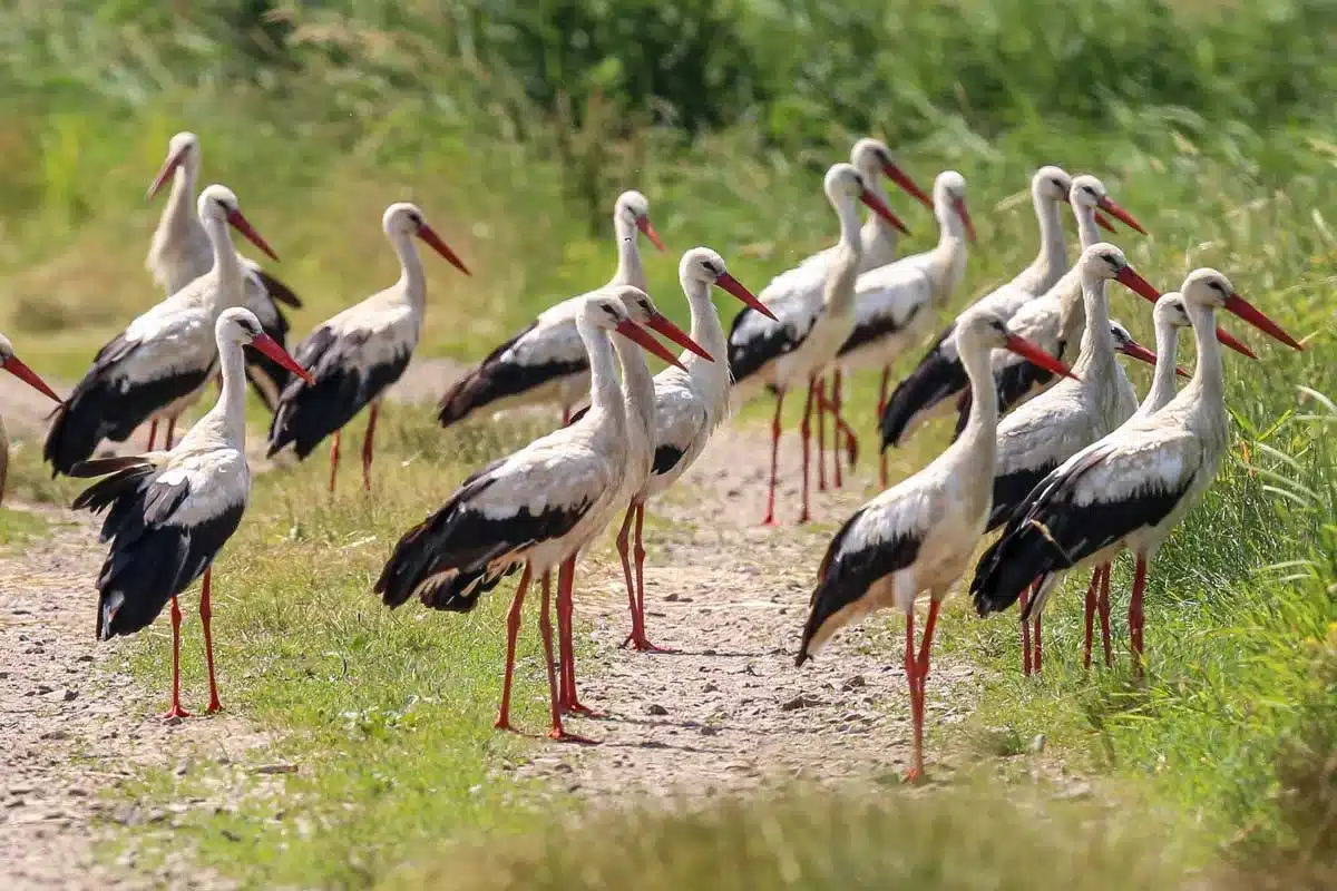 Grupo de cigüeñas.