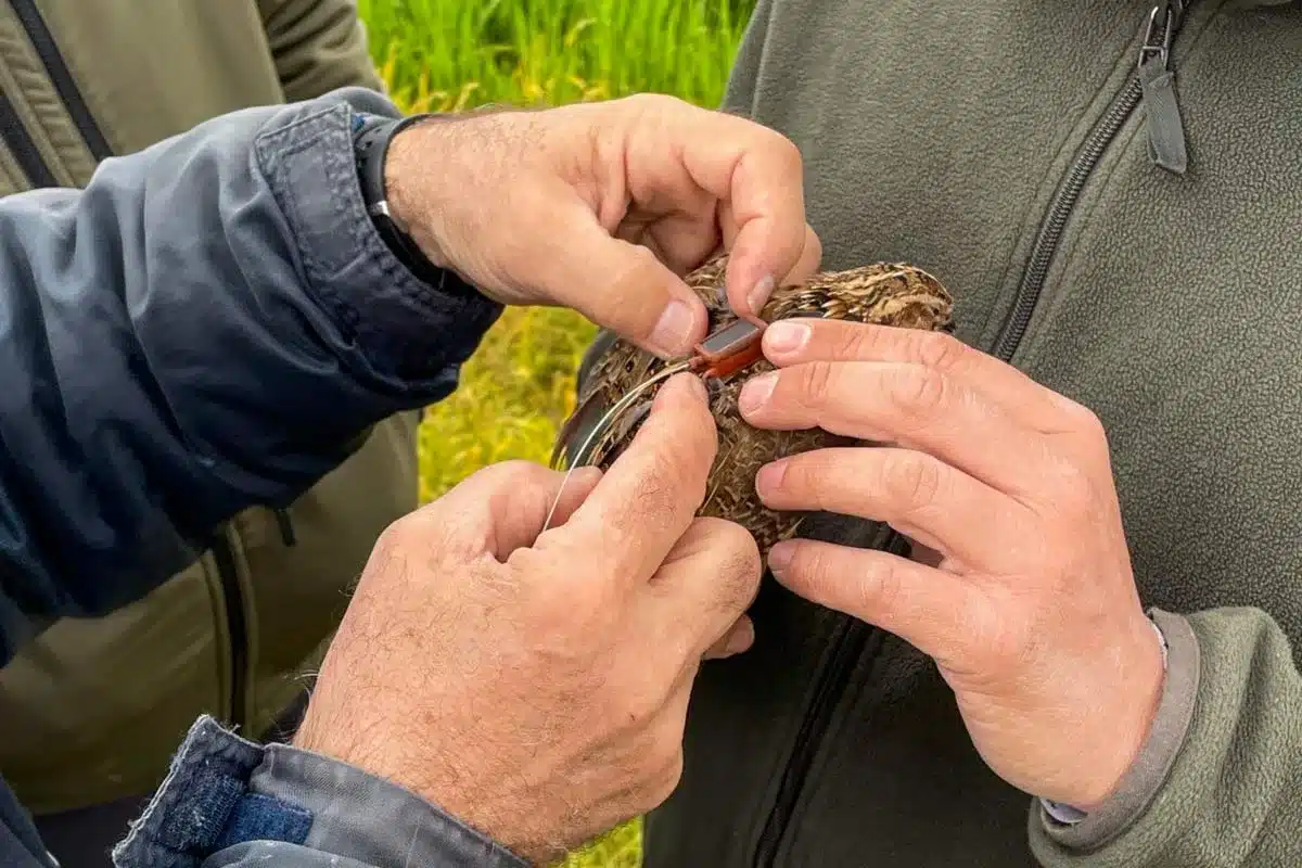 Los científicos colocan el GPS a la codorniz antes de iniciar su viaje.