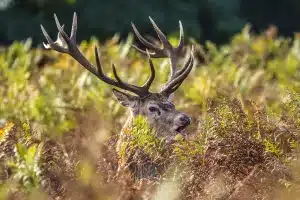 cómo homologar trofeo ciervo