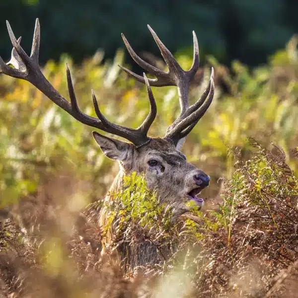 cómo homologar trofeo ciervo