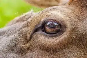 cómo ven los ciervos