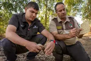 Eduardo Laguna, científico de Artemisan, y Miguel Ángel Valero, guarda de caza en Azuaga, recopilan datos sobre codorniz para el Proyecto Coturnix.
