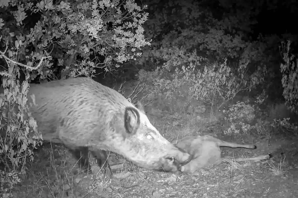 El jabalí coge a la corza para comérsela.