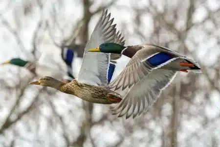 estudio cazadores aves acuáticas