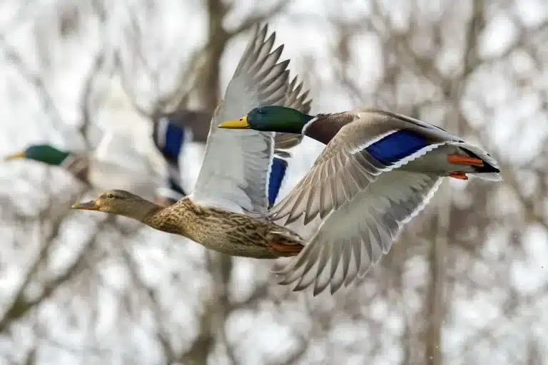 estudio cazadores aves acuáticas
