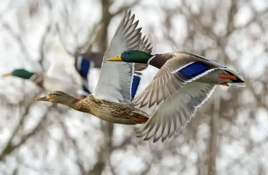 estudio cazadores aves acuáticas