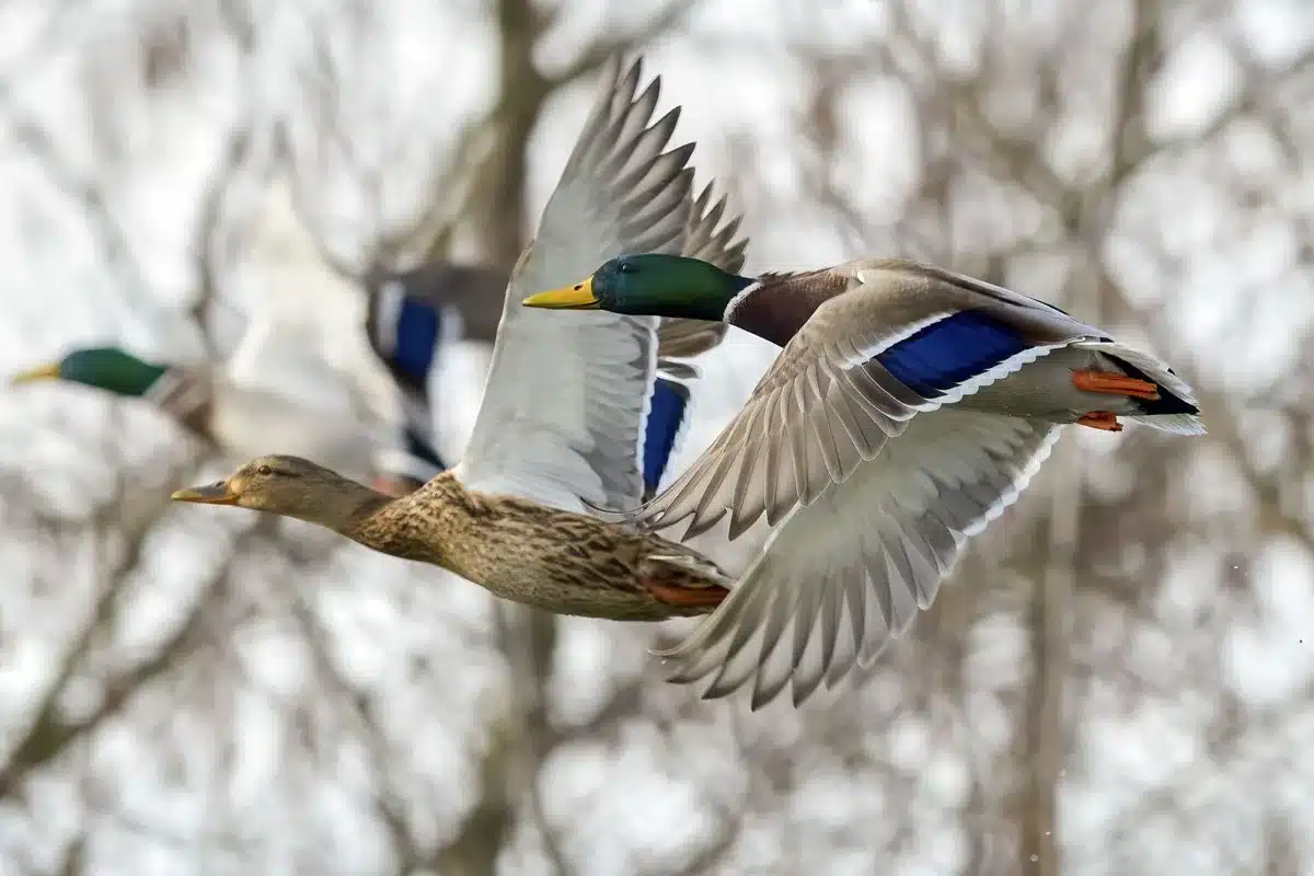 estudio cazadores aves acuáticas