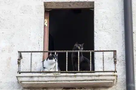 gatos balcón
