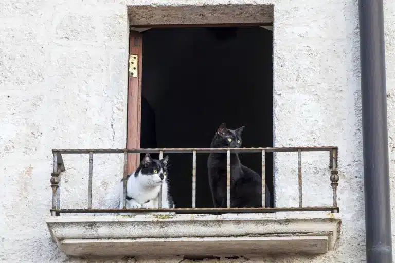gatos balcón