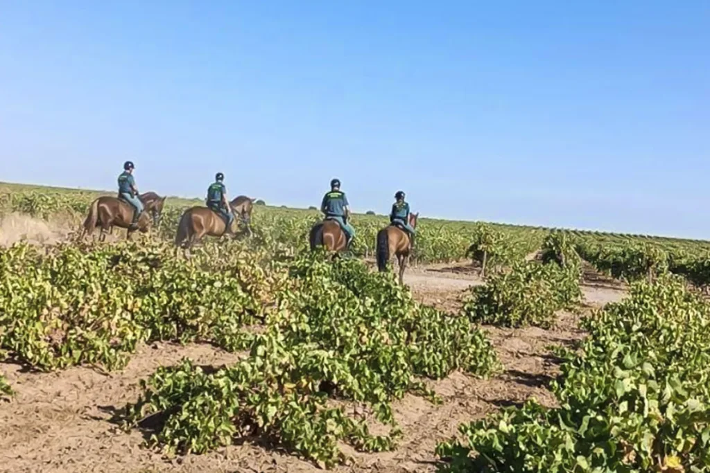 Guardia Civil a caballo viñas