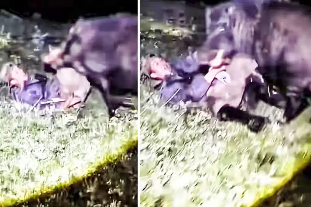 jabalí ataca cazador suelo