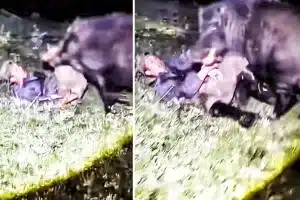 jabalí ataca cazador suelo