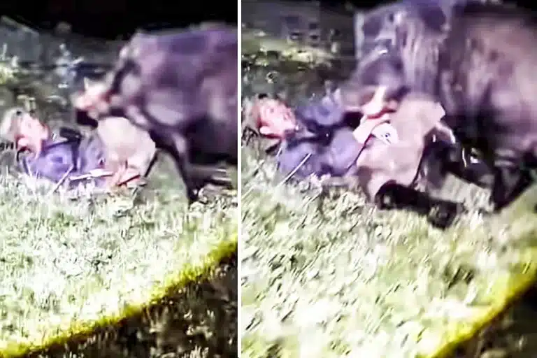 jabalí ataca cazador suelo