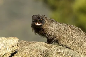 Japón introdujo especie equivocada