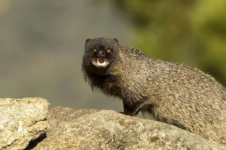 Japón introdujo especie equivocada