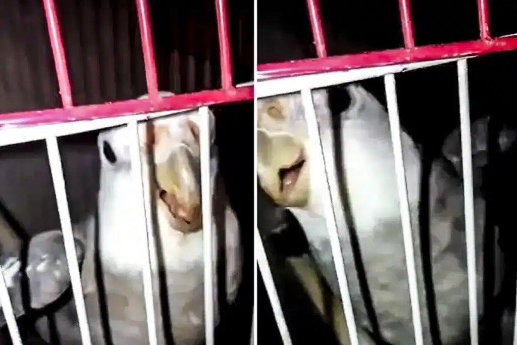 ninfa canta como una perdiz