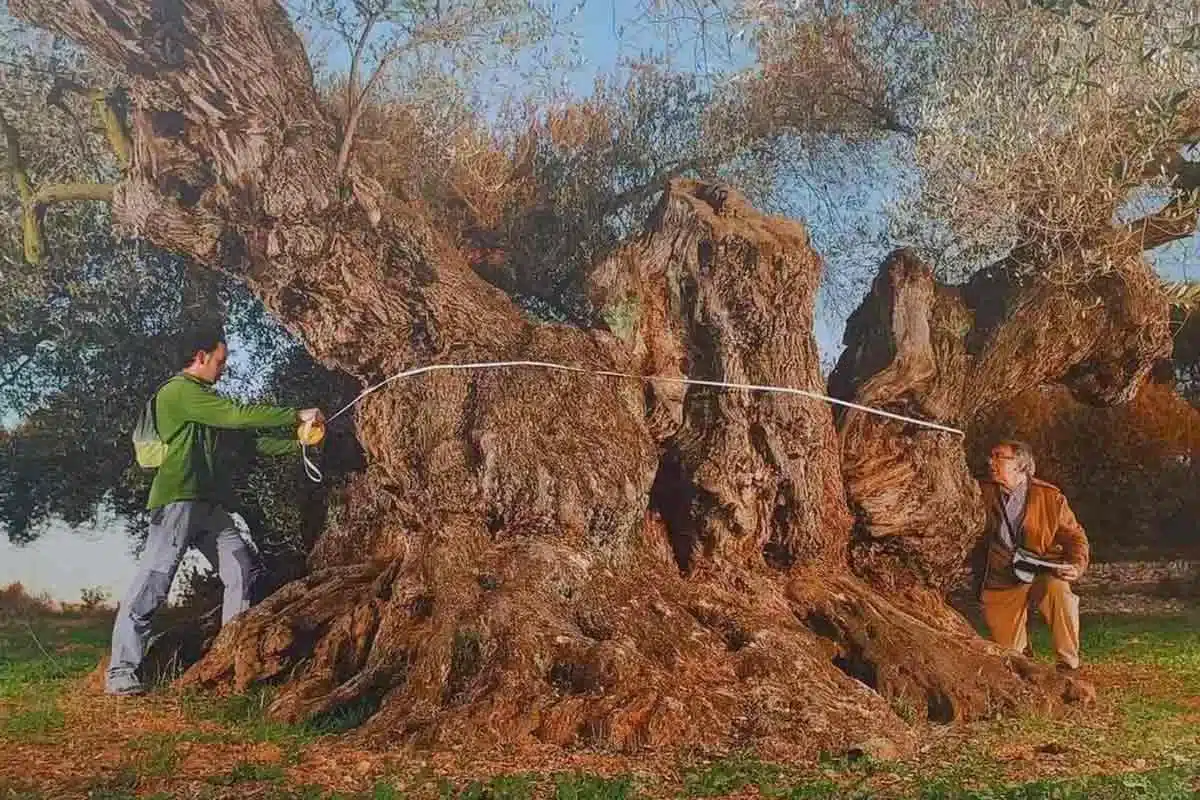 OLIVO-ROMANO-1700-AÑOS