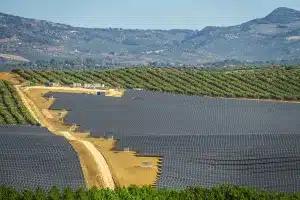 Marruecos duplica su producción de aceituna mientras España tala miles de olivos para poner placas solares