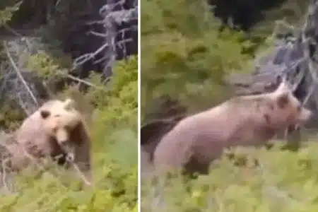 El oso, instantes antes del ataque.