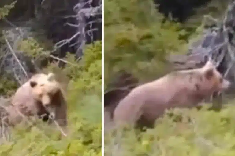 El oso, instantes antes del ataque.