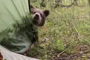 oso tienda de campaña