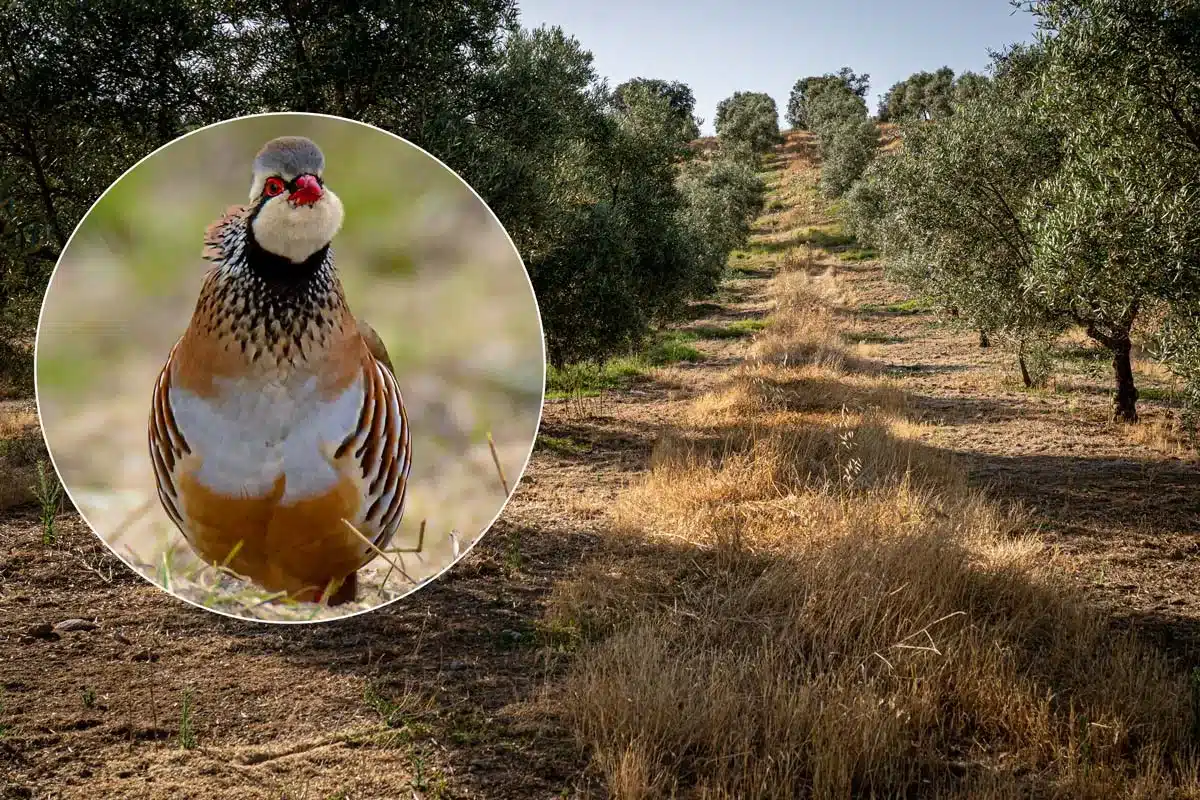 Imagen de un olivar objeto del estudio de la Fundación Artemisan en el que se ha permitido la cubierta vegetal entre los olivos.
