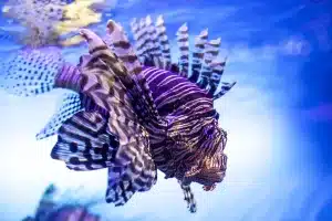 pez invasor comérselo