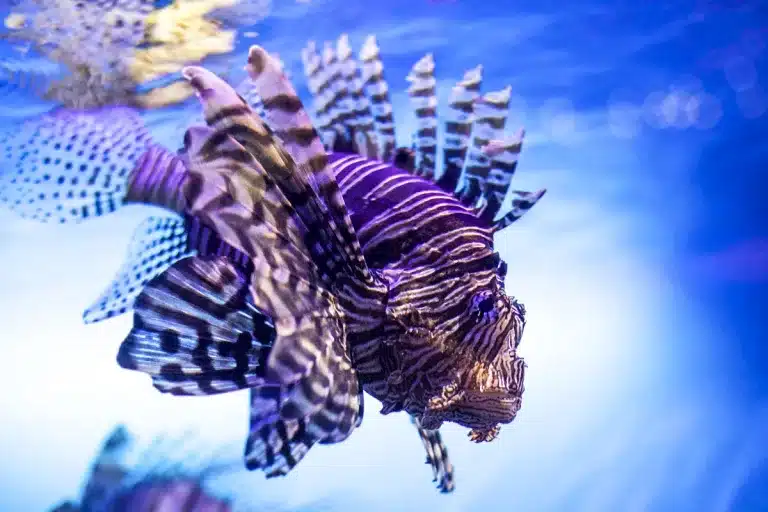 pez invasor comérselo