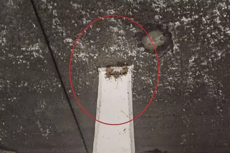 prisión nidos de golondrina