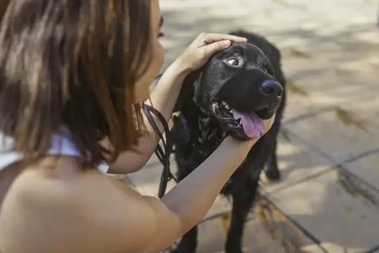 qué significa acariciar perro calle psicología