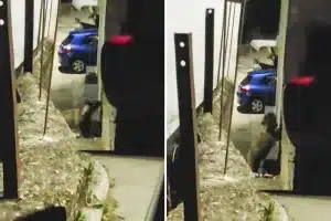 sale trabajo oso contenedor Asturias