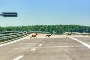 Este es el aparato que empezarás a ver en las carreteras de Castilla y León y que puede salvarte la vida