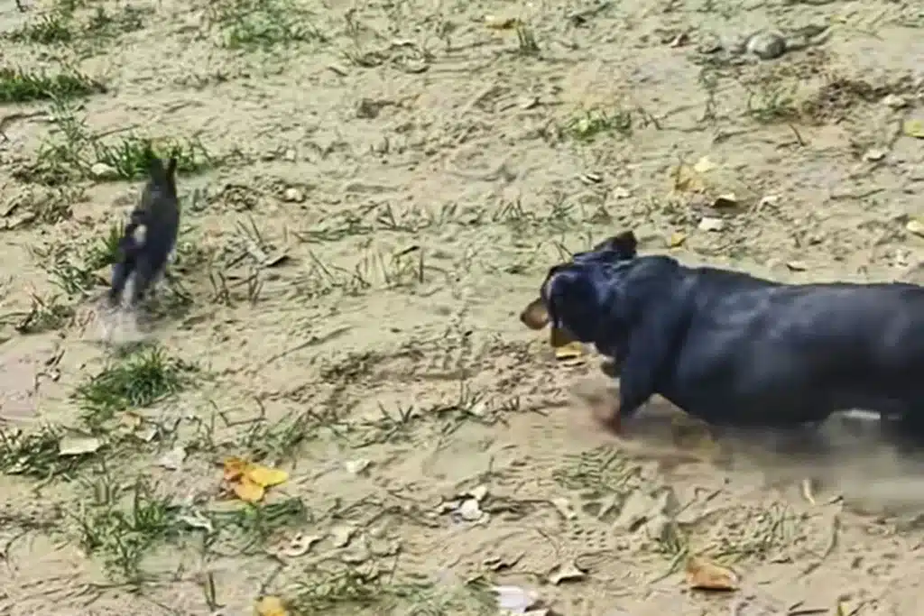 teckel obeso persigue conejo