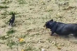 teckel obeso persigue conejo