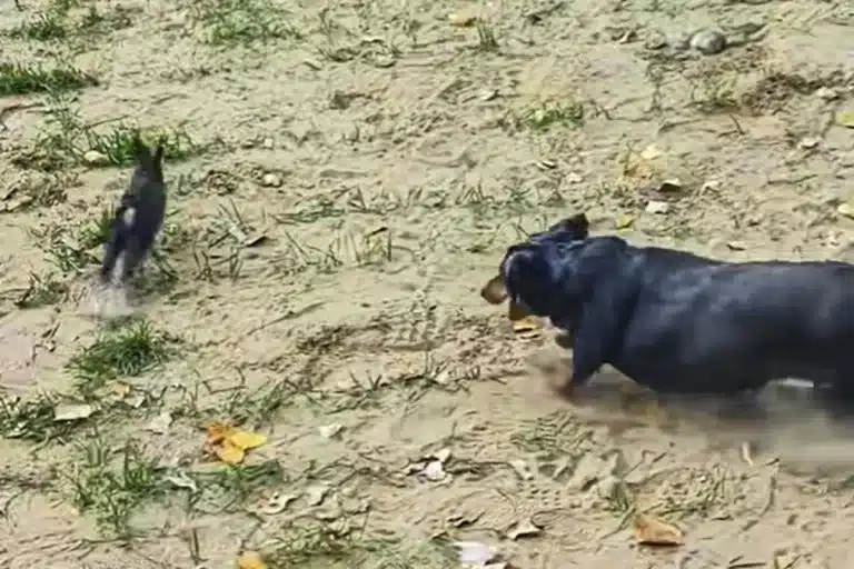 teckel obeso persigue conejo