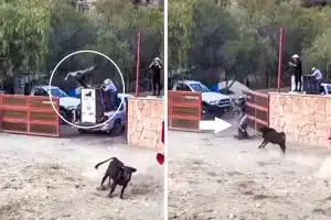 vaquilla suelta sale mal