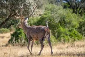 venado-berrea