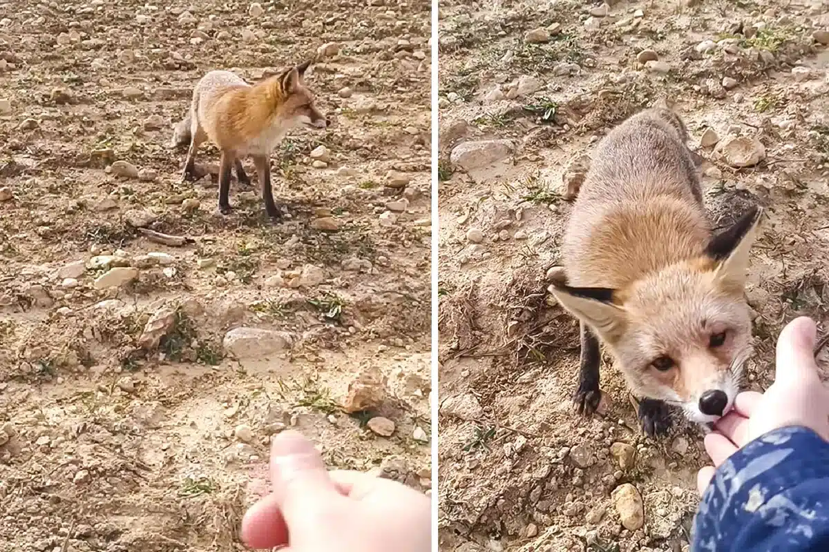 zorro muerde cazador
