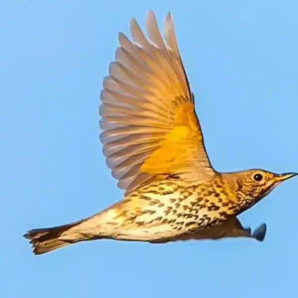 zorzal
