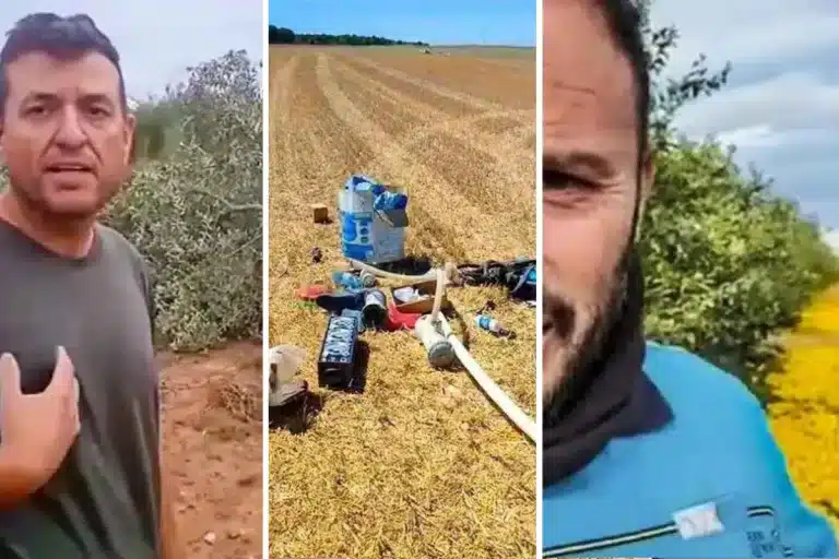 agricultor olivos campos cortados