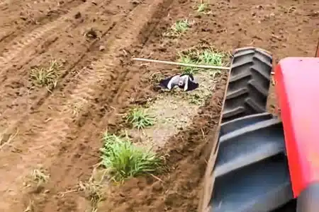 ave extraño comportamiento