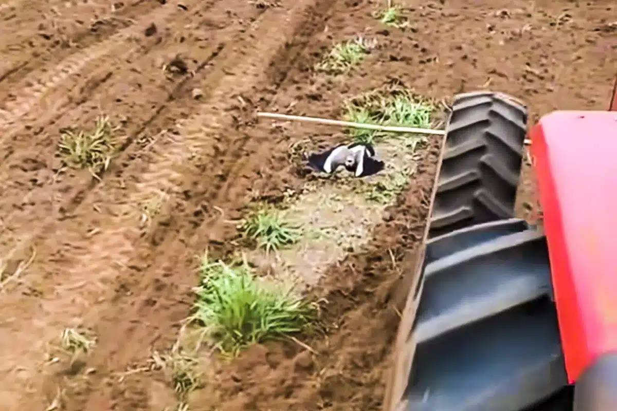 ave extraño comportamiento