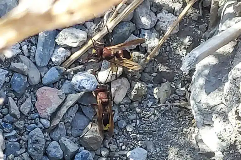 Avispa asesina Málaga