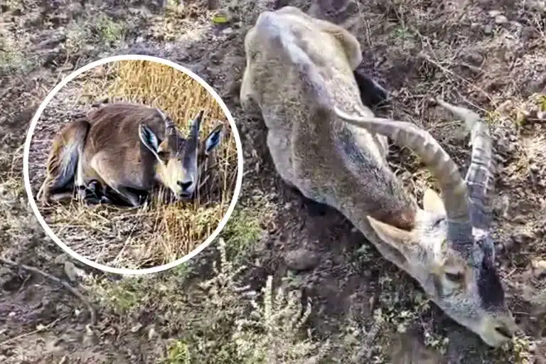 cabras ciegas Murcia