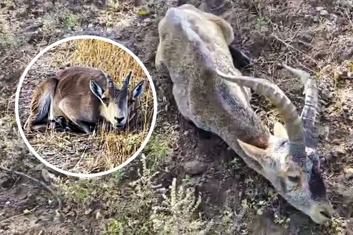 cabras ciegas Murcia