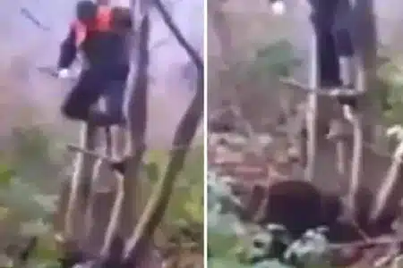 cazador sube árbol jabalí